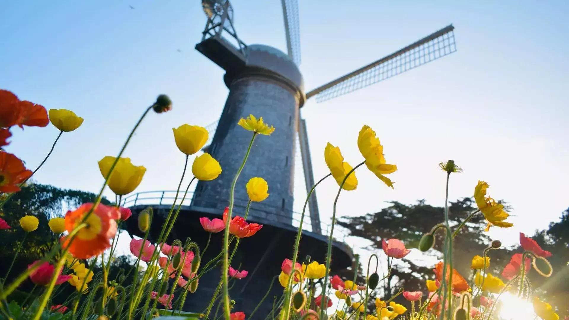 Los tulipanes florecen debajo de uno de los famosos molinos de viento del 金门公园.