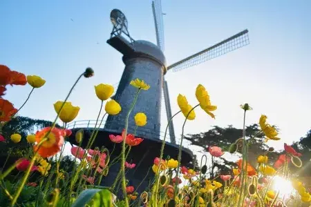 Los tulipanes florecen debajo de uno de los famosos molinos de viento del 金门公园.